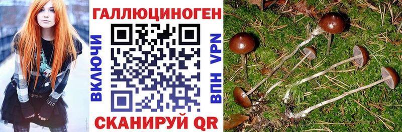 купить наркотики сайты  Циолковский  Псилоцибиновые грибы GOLDEN TEACHER 